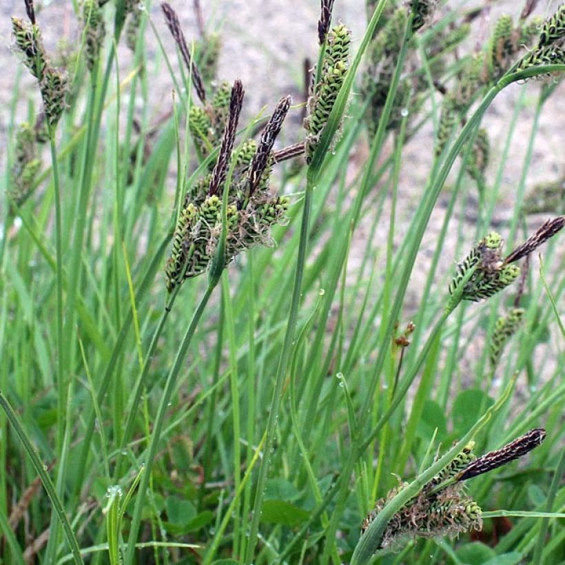 Carex nigra - Zwarte zegge (Foliage)