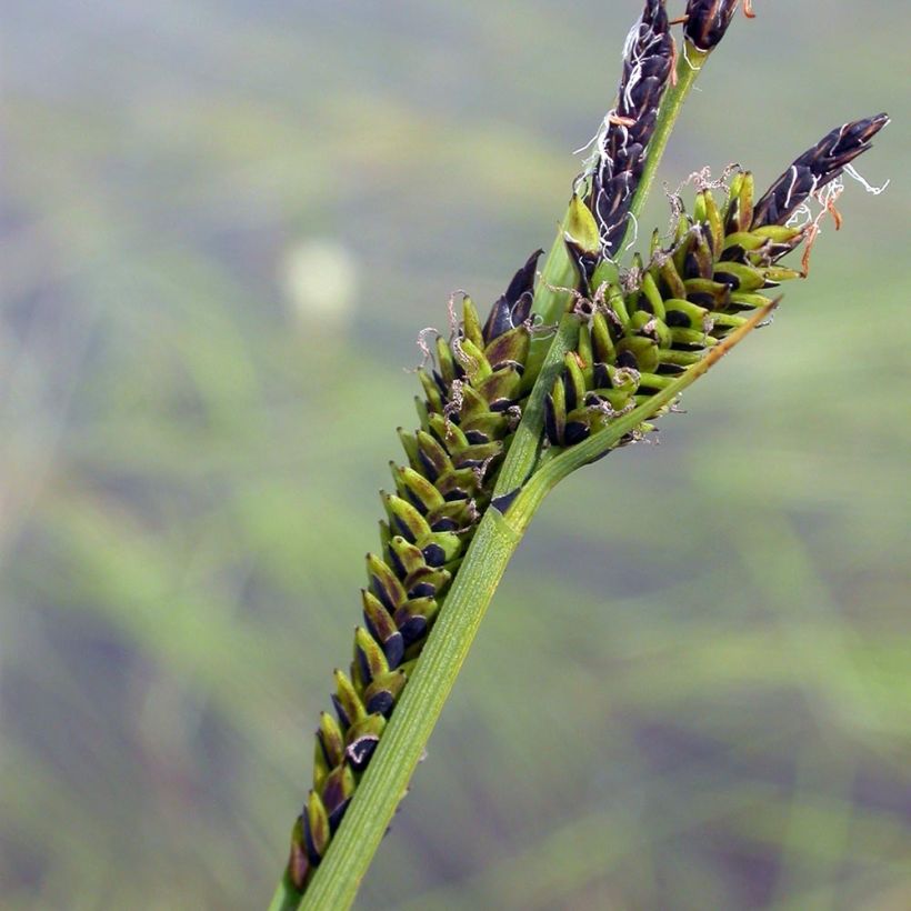 Carex nigra - Zwarte zegge (Flowering)