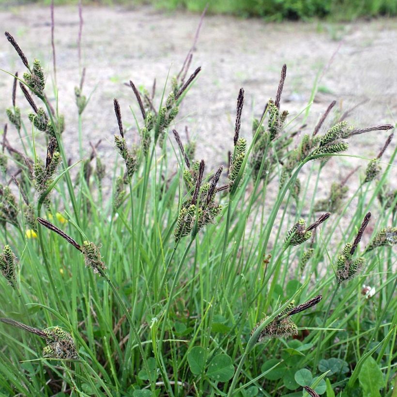 Carex nigra - Zwarte zegge (Plant habit)