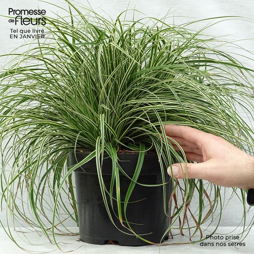Example of Carex oshimensis Evercream - Laîche d'Oshima Pot van 2 l/3 l as you get in hiver