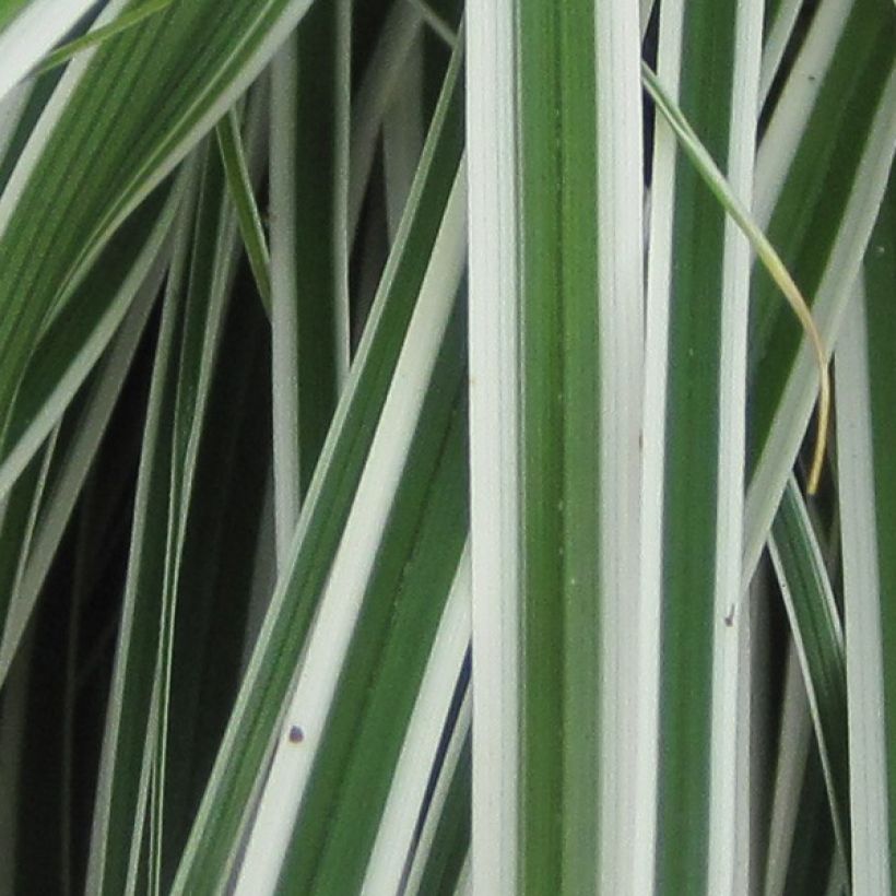 Carex oshimensis Everest - Japanse zegge (Foliage)