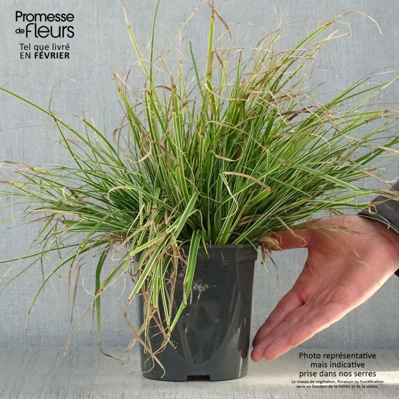 Example of Carex oshimensis Everest - Japanse zegge Pot van 2 l/3 l as you get in hiver