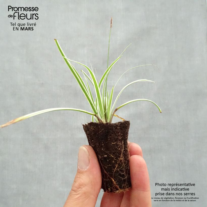 Example of Carex oshimensis Everest - Japanse zegge Mini-mot Ø 3/4 cm as you get in printemps