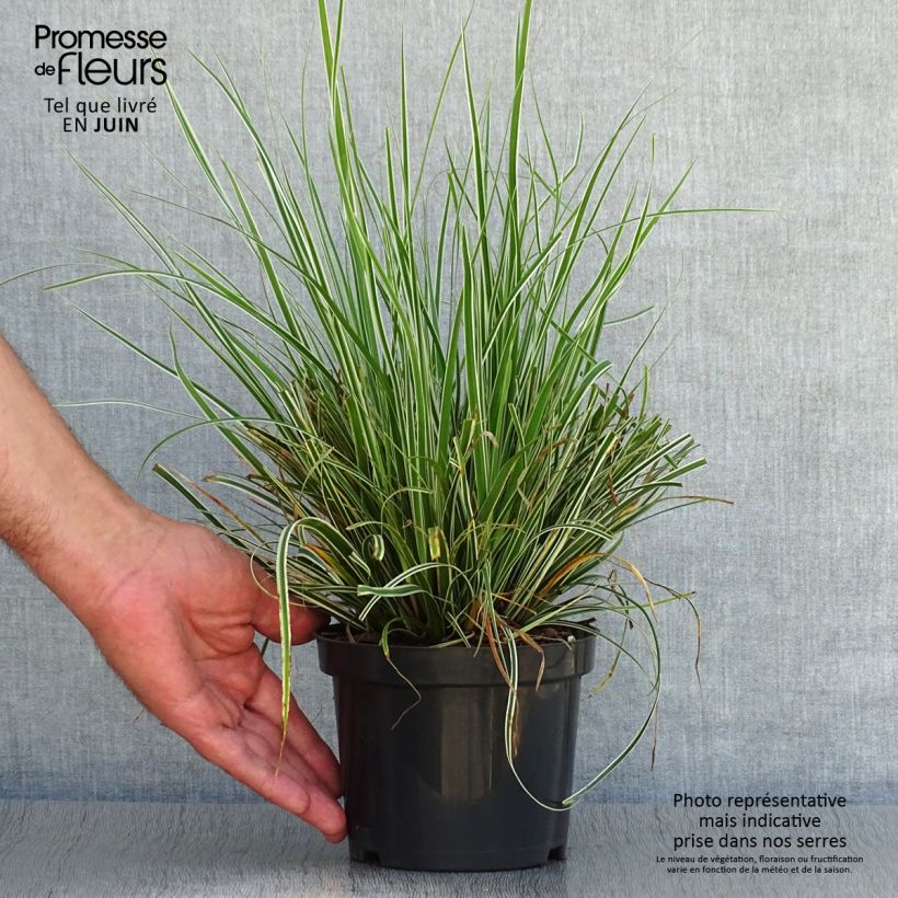 Exemplaar van Carex oshimensis Everest - Japanse zegge Kweekpotje van 8/9 cm zoals geleverd in de zomer