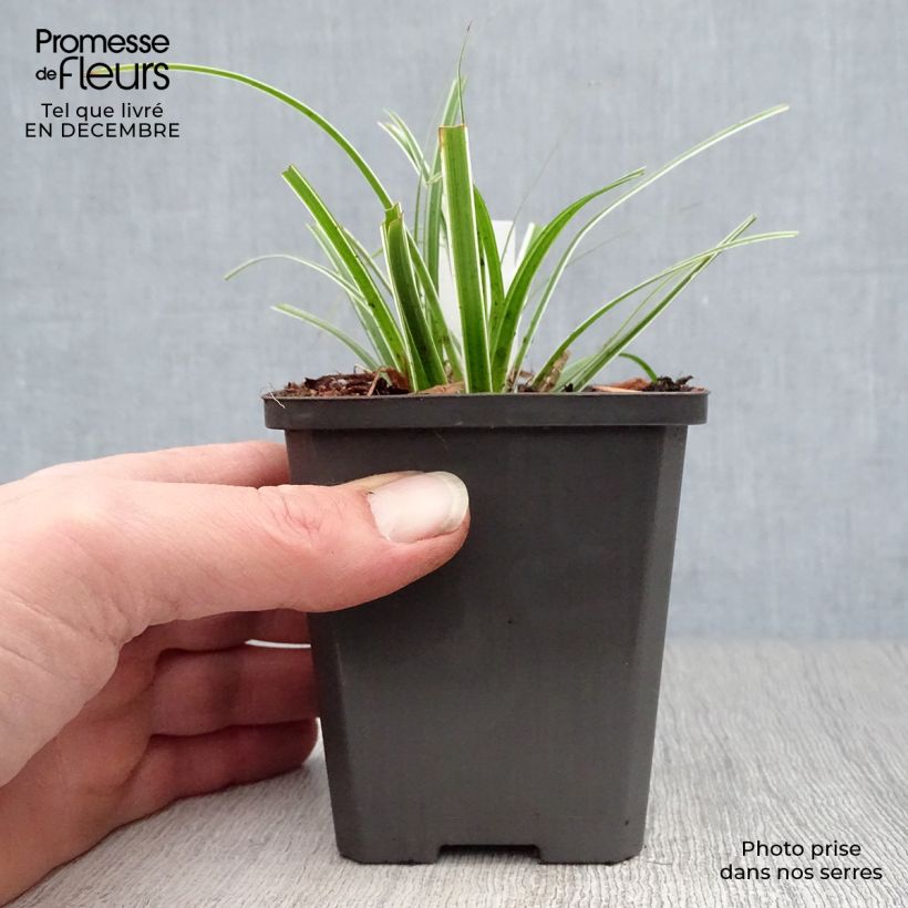Example of Carex oshimensis Everest - Japanse zegge Kweekpotje van 8/9 cm as you get in hiver