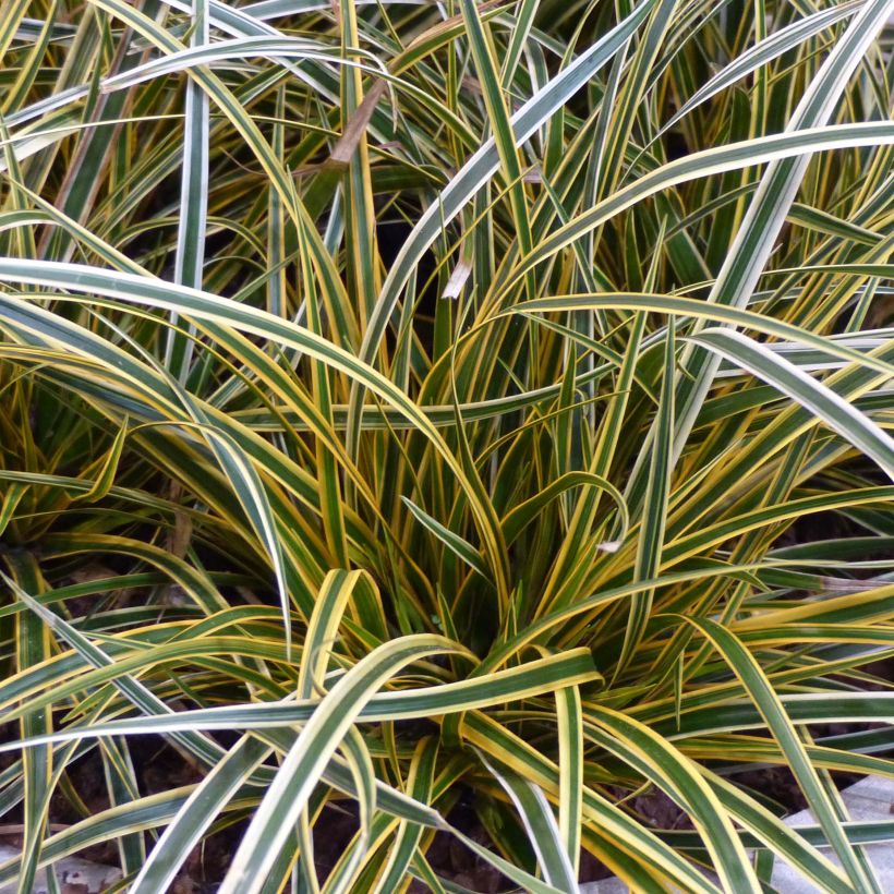 Carex oshimensis Everglow - Japanse zegge (Foliage)