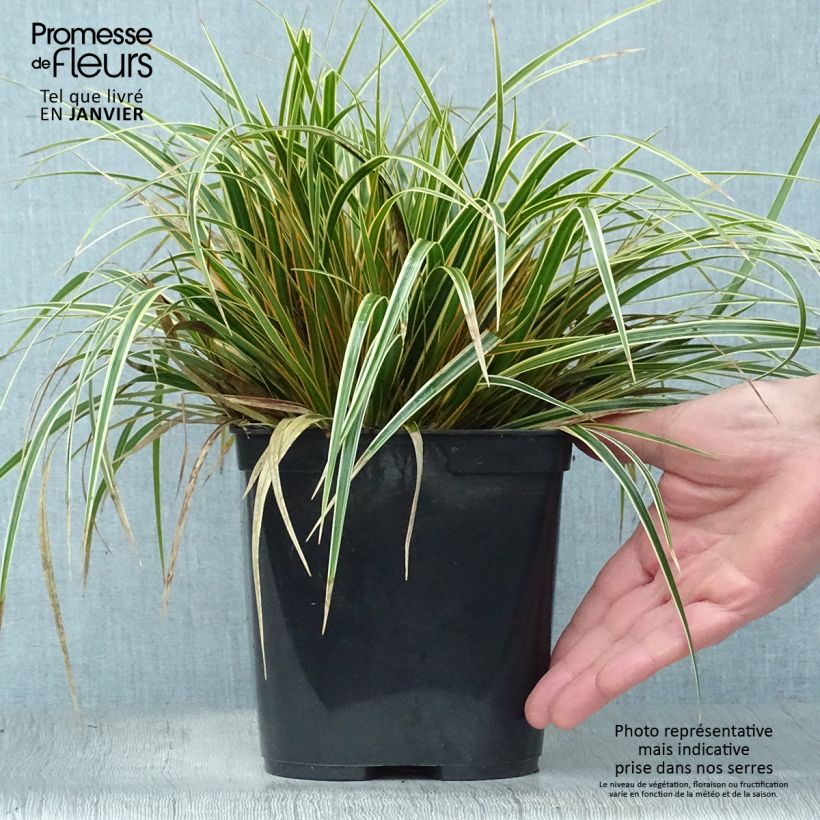 Example of Carex oshimensis Everglow - Japanse zegge Pot van 1,5 l/2 l as you get in hiver