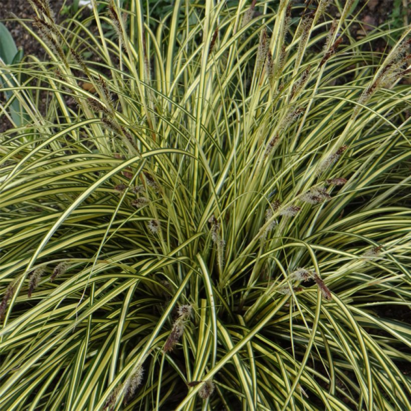 Carex oshimensis Evergold - Japanse zegge (Flowering)