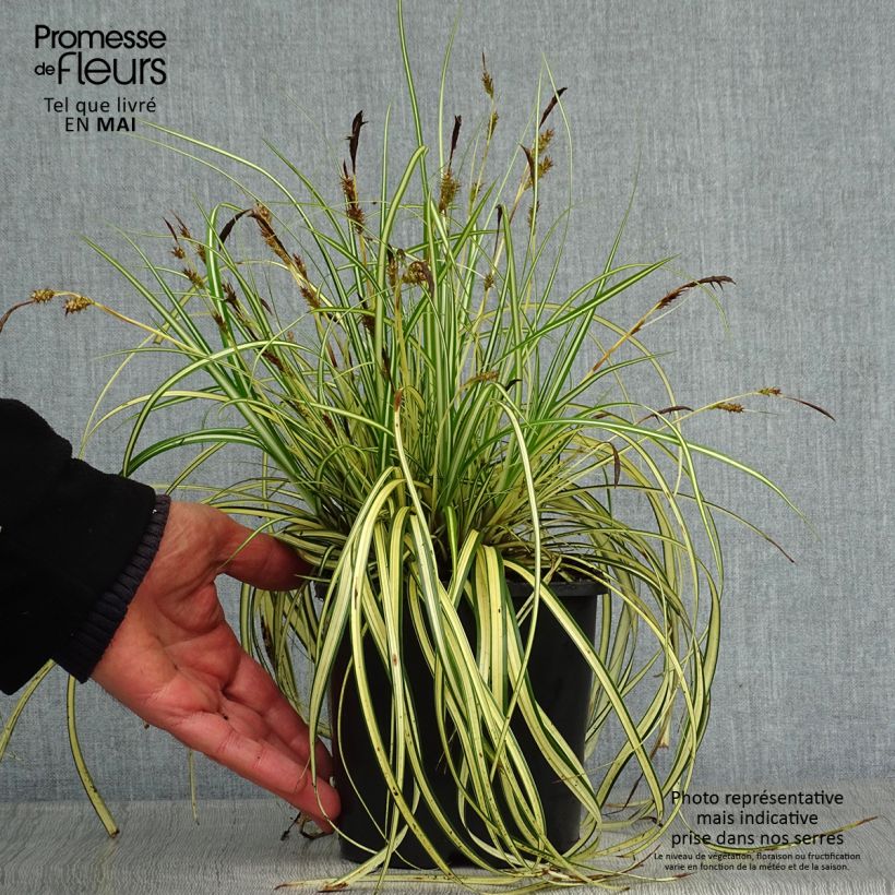 Exemplaar van Carex oshimensis Evergold - Japanse zegge Pot van 2 l/3 l zoals geleverd in de lente