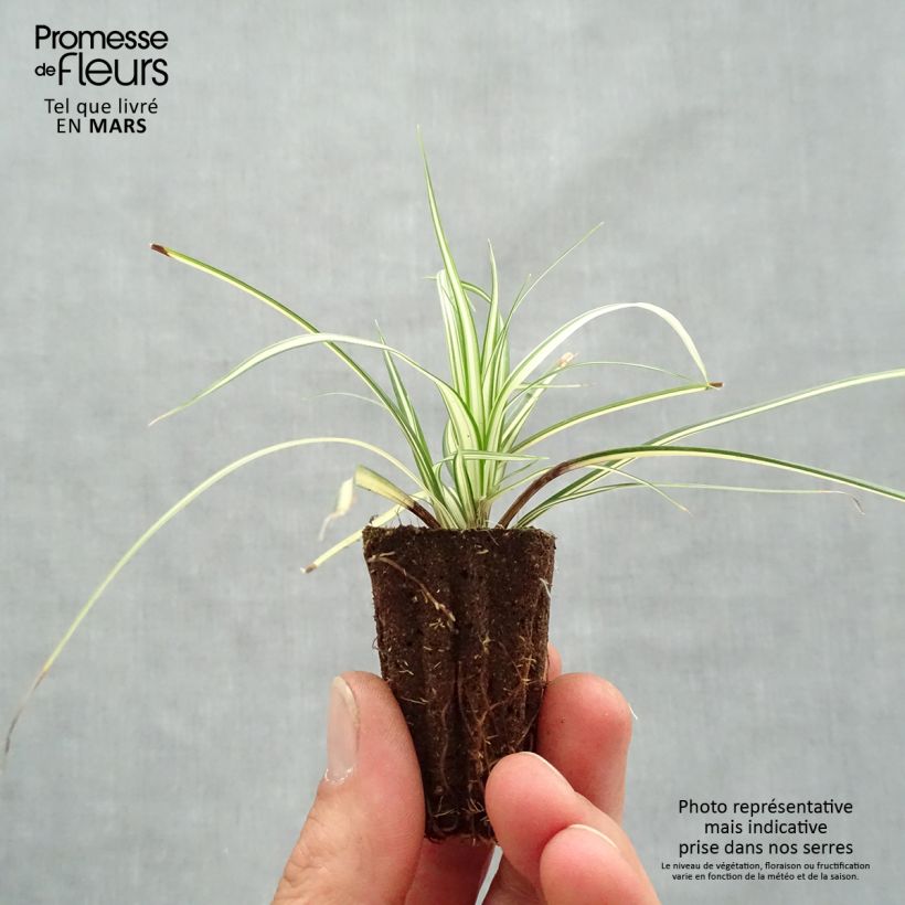 Example of Carex oshimensis Evergold - Japanse zegge Mini-mot Ø 3/4 cm as you get in printemps