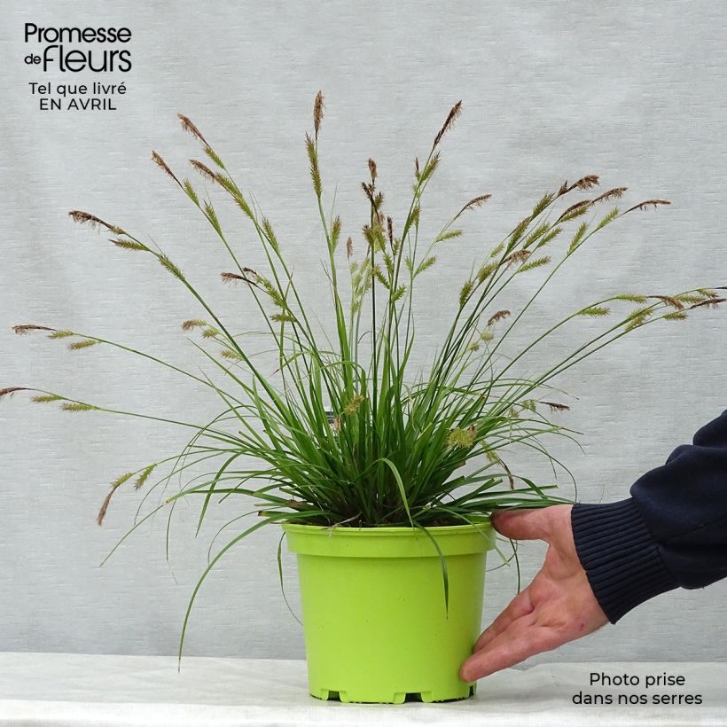 Exemplaar van Carex oshimensis Evergreen - Japanse zegge Pot van 2 l/3 l zoals geleverd in de lente