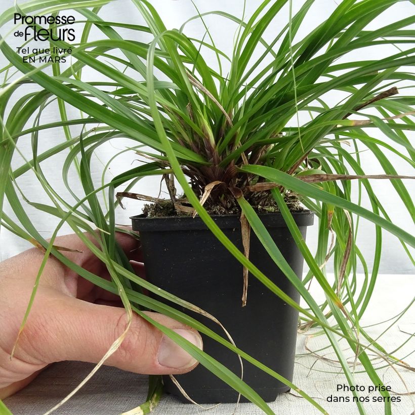 Exemplaar van Carex oshimensis Evergreen - Japanse zegge Kweekpotje van 8/9 cm zoals geleverd in de lente