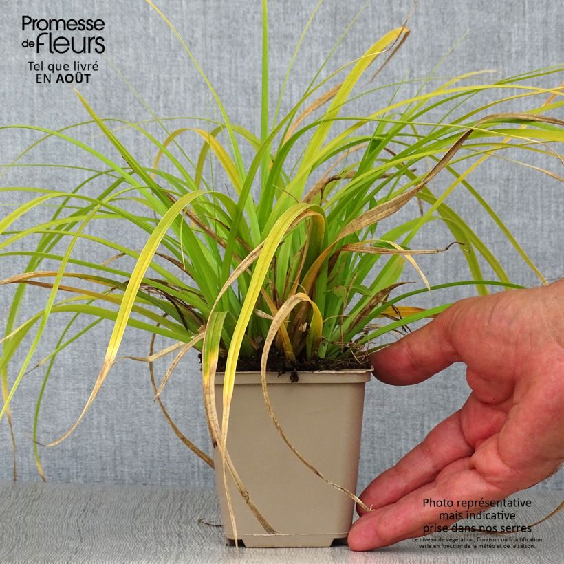 Exemplaar van Carex oshimensis Evergreen - Japanse zegge Kweekpotje van 8/9 cm zoals geleverd in de zomer