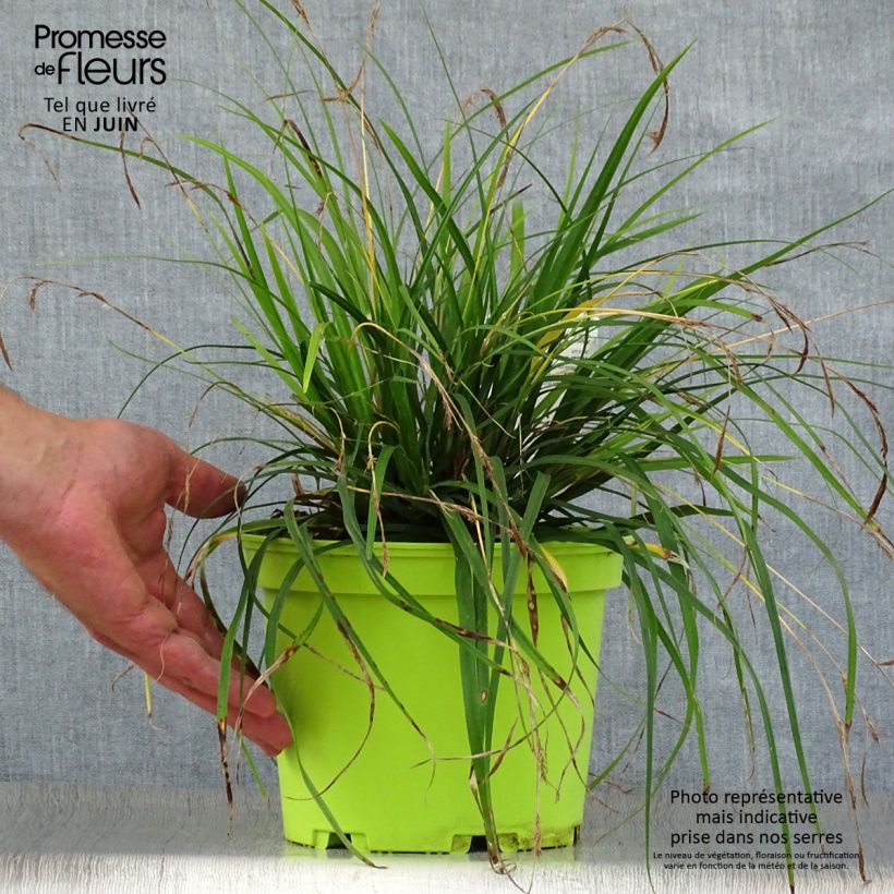 Exemplaar van Carex oshimensis Evergreen - Japanse zegge Pot van 2 l/3 l zoals geleverd in de zomer