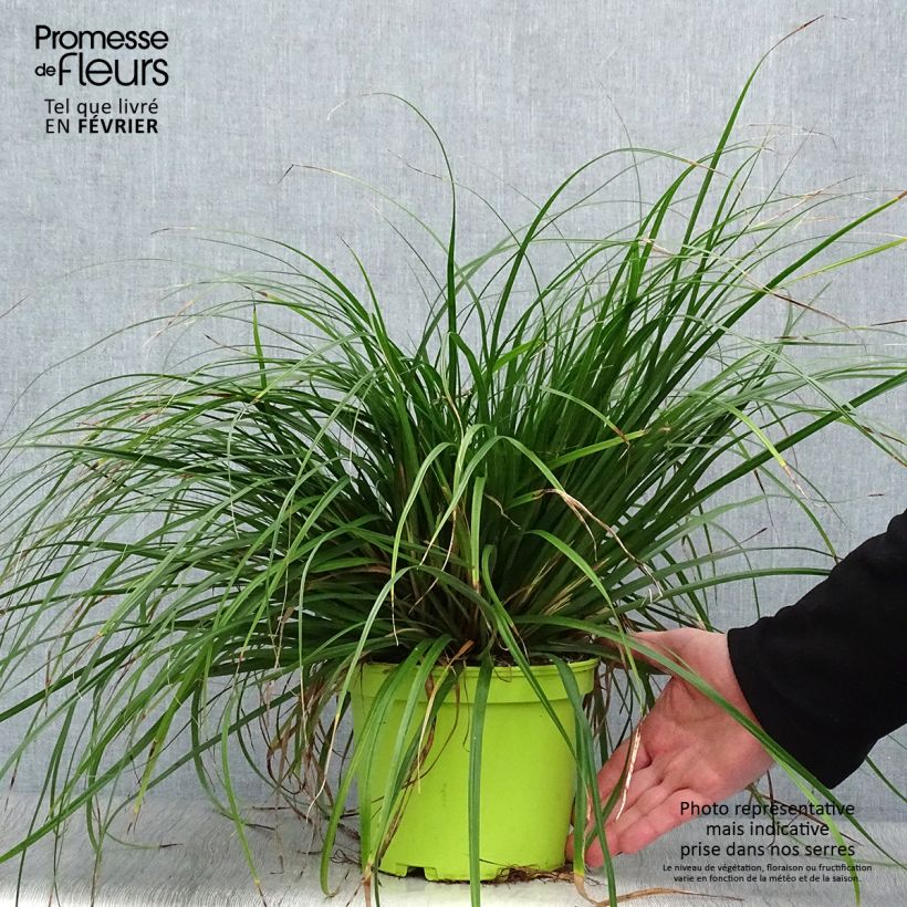 Example of Carex oshimensis Evergreen - Laîche d'Oshima  Pot van 2 l/3 l as you get in hiver