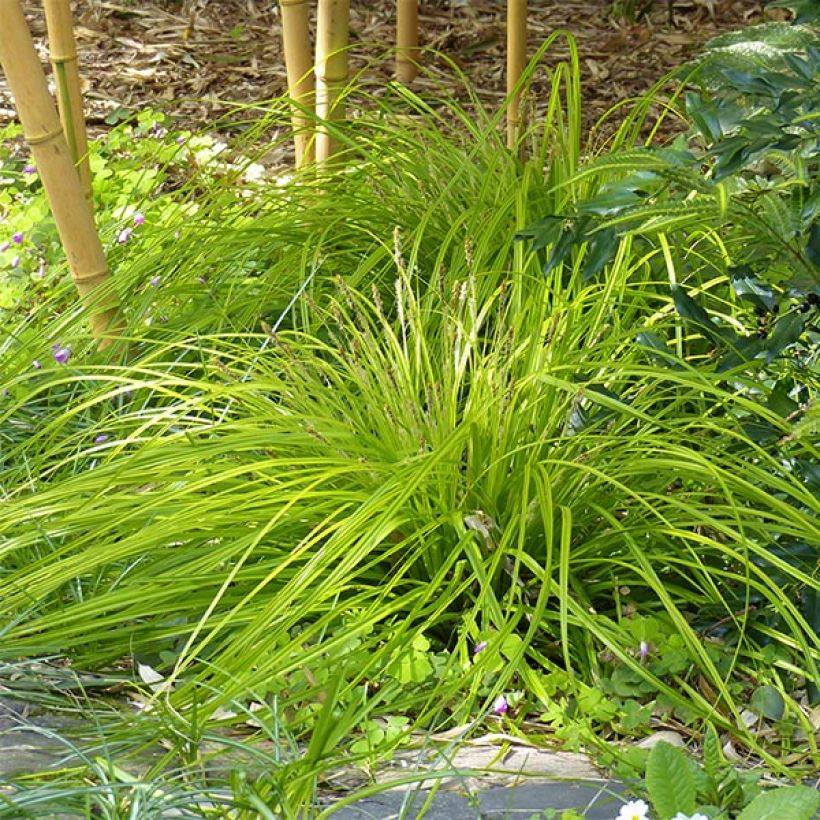 Carex oshimensis Everillo - Japanse zegge (Plant habit)
