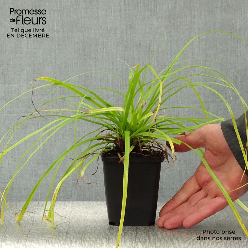 Example of Carex oshimensis Everillo - Japanse zegge Kweekpotje van 8/9 cm as you get in hiver