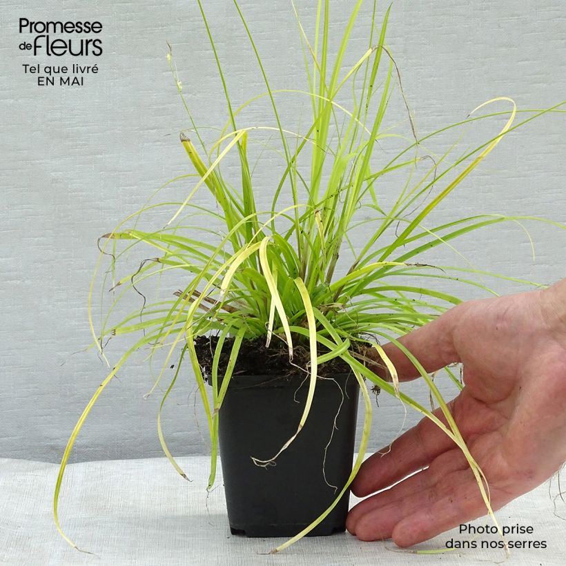 Exemplaar van Carex oshimensis Everillo - Japanse zegge Kweekpotje van 8/9 cm zoals geleverd in de lente