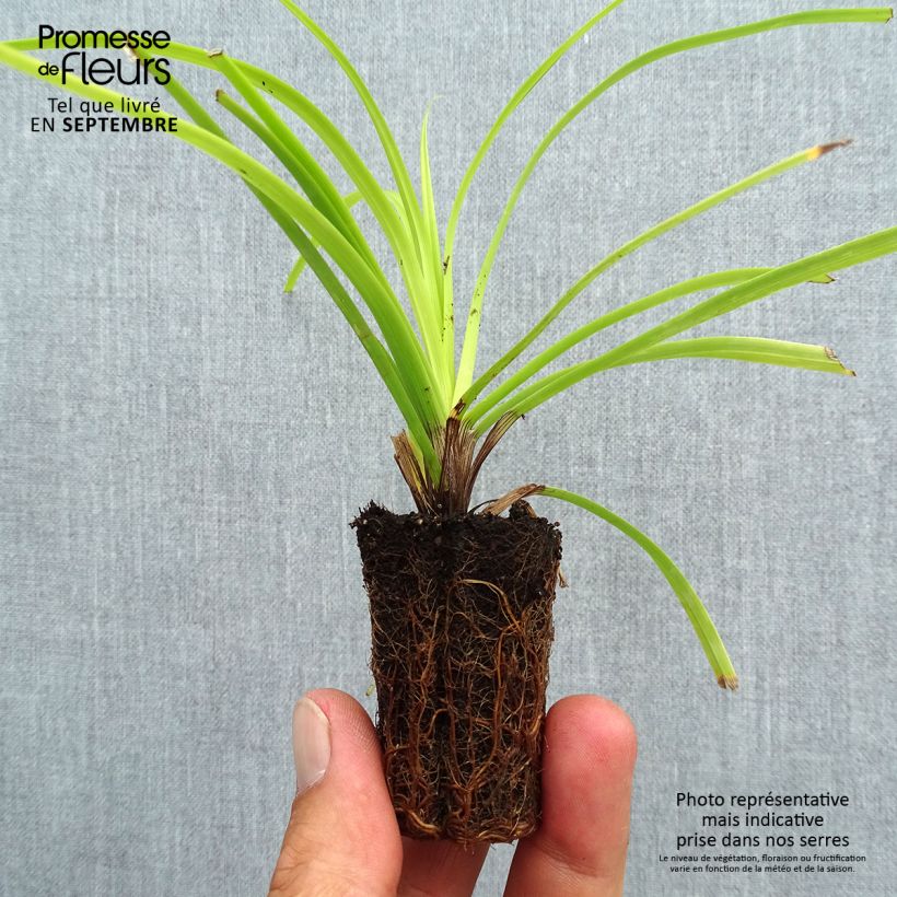 Exemplaar van Carex oshimensis Everillo - Japanse zegge Mini-mot Ø 3/4 cm zoals geleverd in de herfst