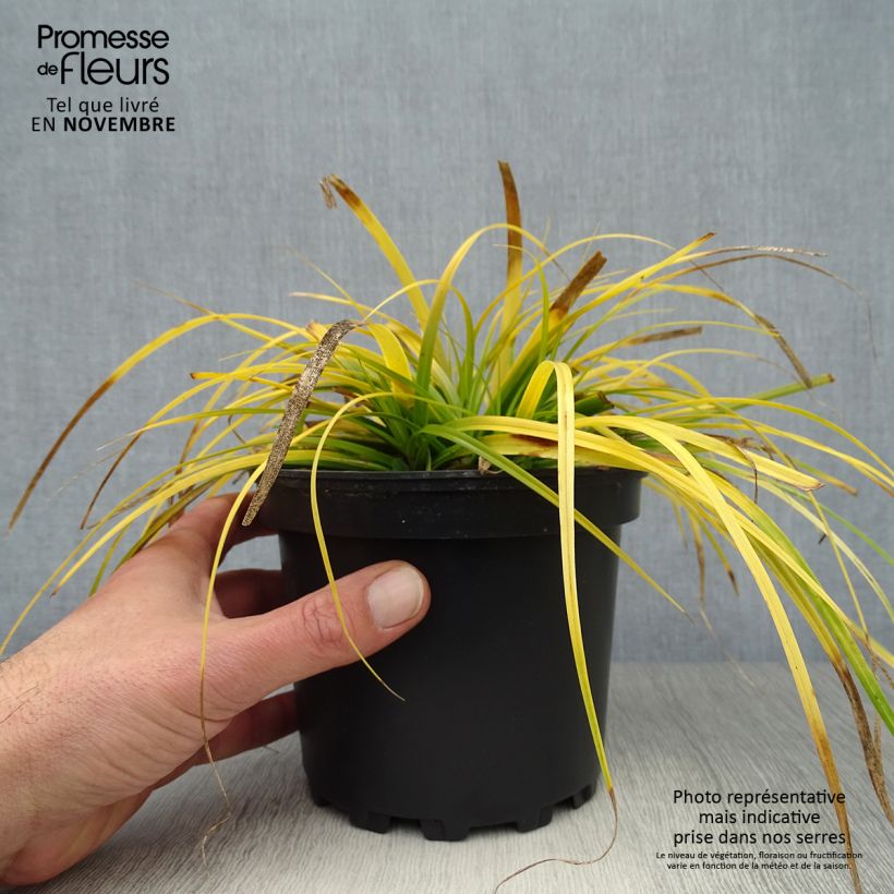 Exemplaar van Carex oshimensis Everillo - Japanse zegge Pot van 2 l/3 l zoals geleverd in de herfst
