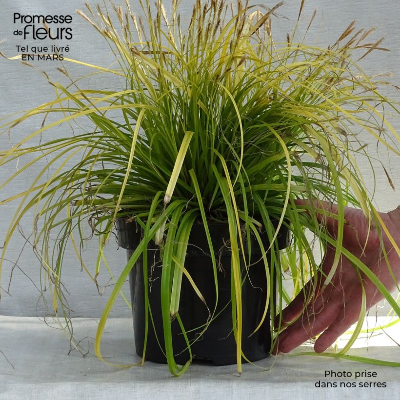 Exemplaar van Carex oshimensis Everillo - Japanse zegge Pot van 2 l/3 l zoals geleverd in de lente