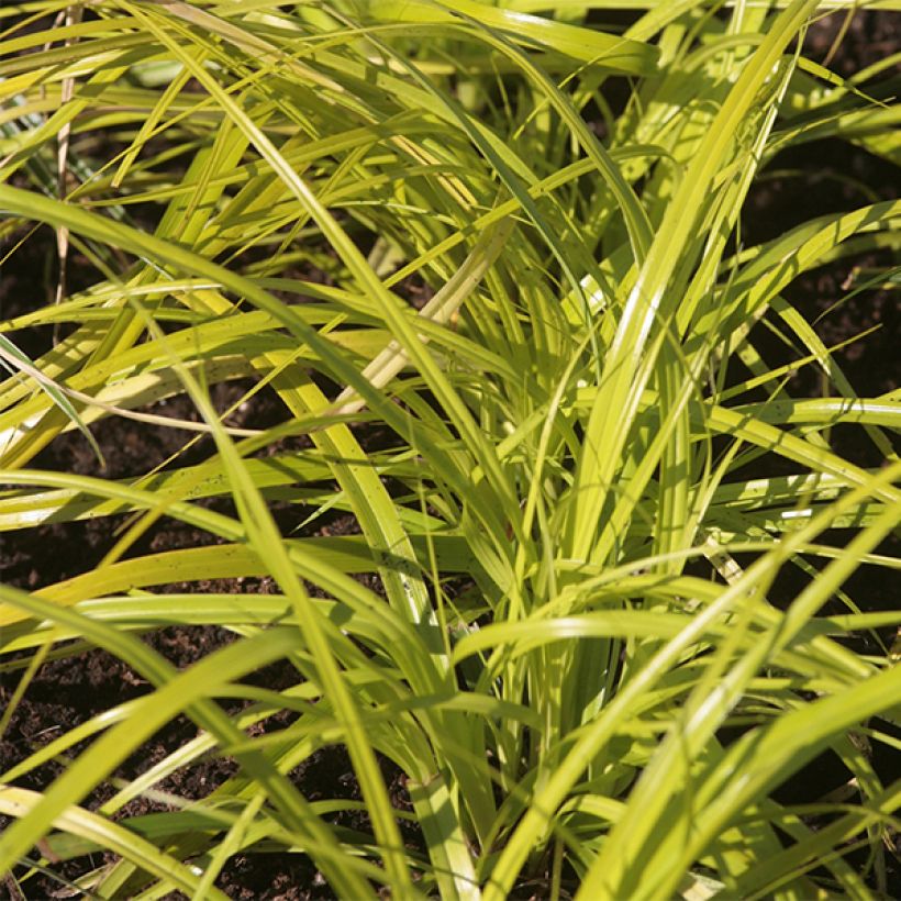 Carex oshimensis Everillo - Japanse zegge (Foliage)