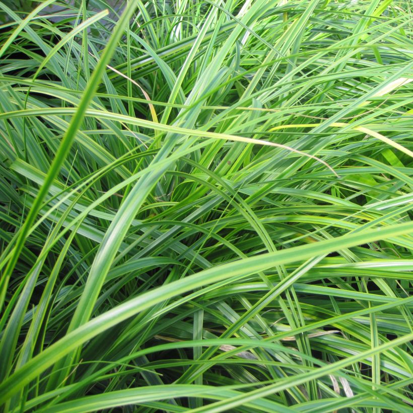 Carex oshimensis EverColor Everlime - Japanse zegge (Foliage)