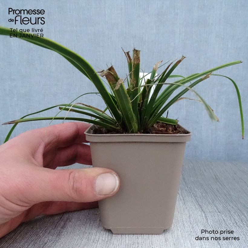 Example of Carex oshimensis Everlime - Laîche d'Oshima  Kweekpotje van 8/9 cm as you get in hiver