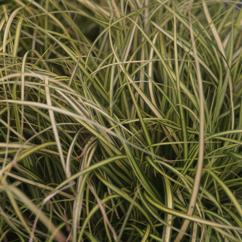 Carex oshimensis EverColor Eversheen - Japanse zegge (Foliage)