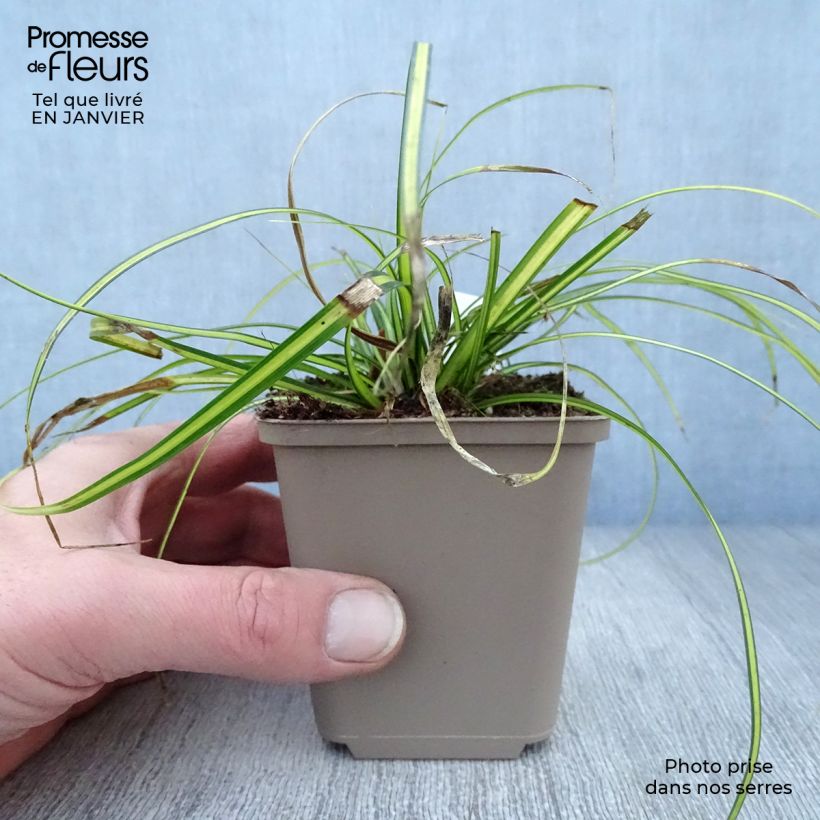 Example of Carex oshimensis Eversheen - Laîche d'Oshima Kweekpotje van 8/9 cm as you get in hiver