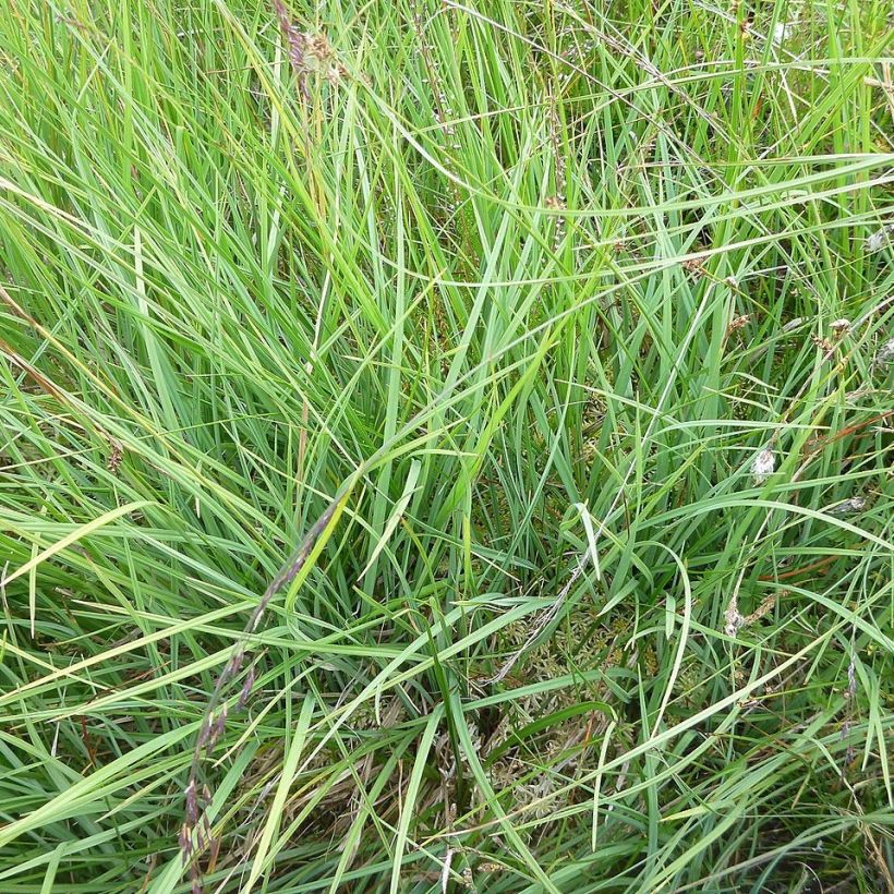 Carex panicea - Blauwe zegge (Foliage)