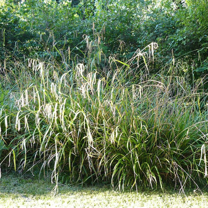 Carex pendula - Hangende zegge (Plant habit)