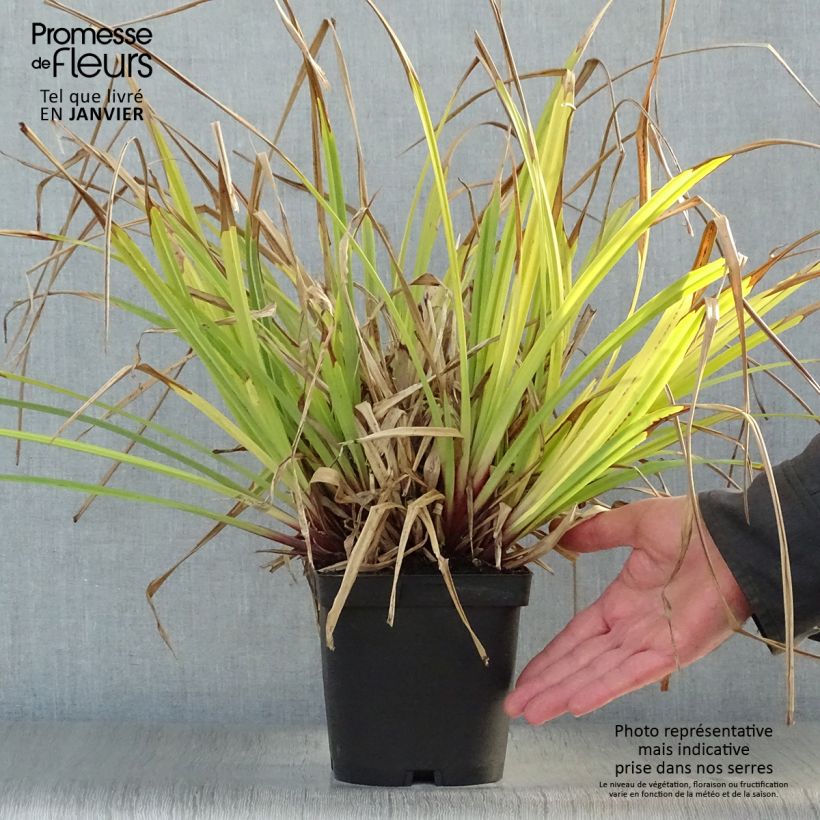 Example of Carex pendula - Laîche pendante Pot van 2 l/3 l as you get in hiver