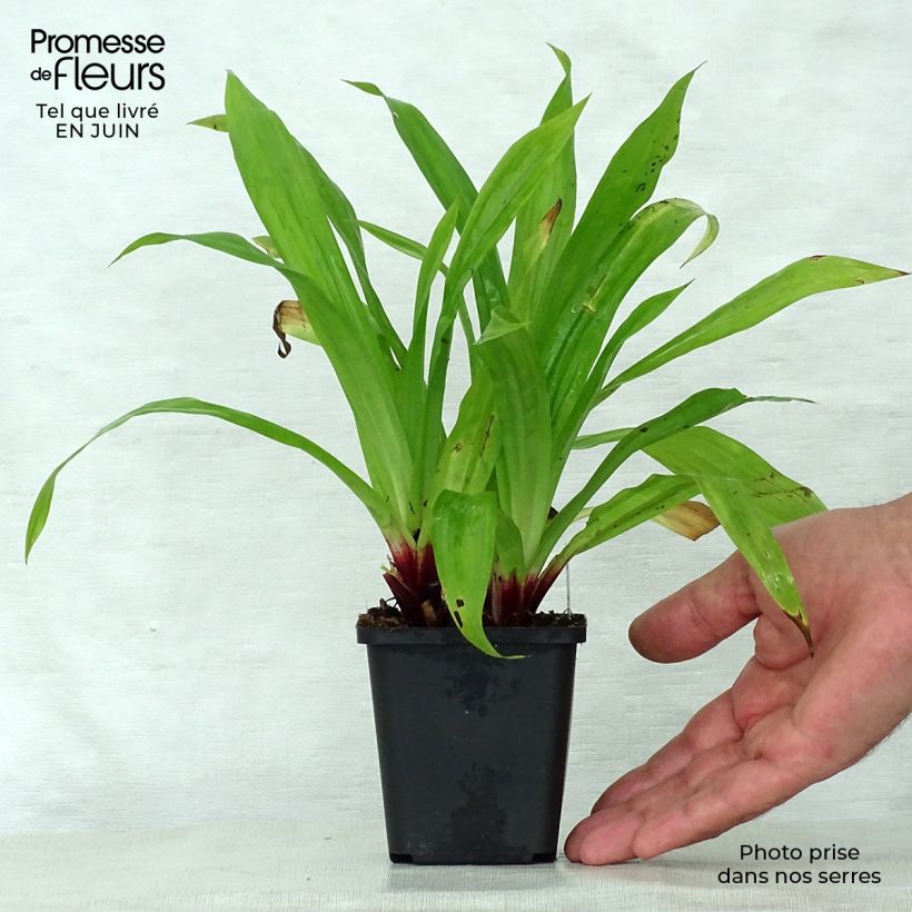 Exemplaar van Carex plantaginea - Breedbladige zegge Kweekpotje van 8/9 cm zoals geleverd in de zomer