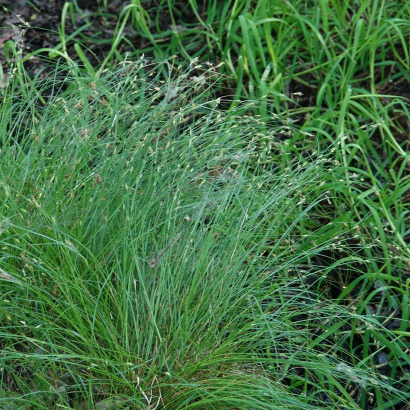 Carex remota - IJle zegge (Plant habit)
