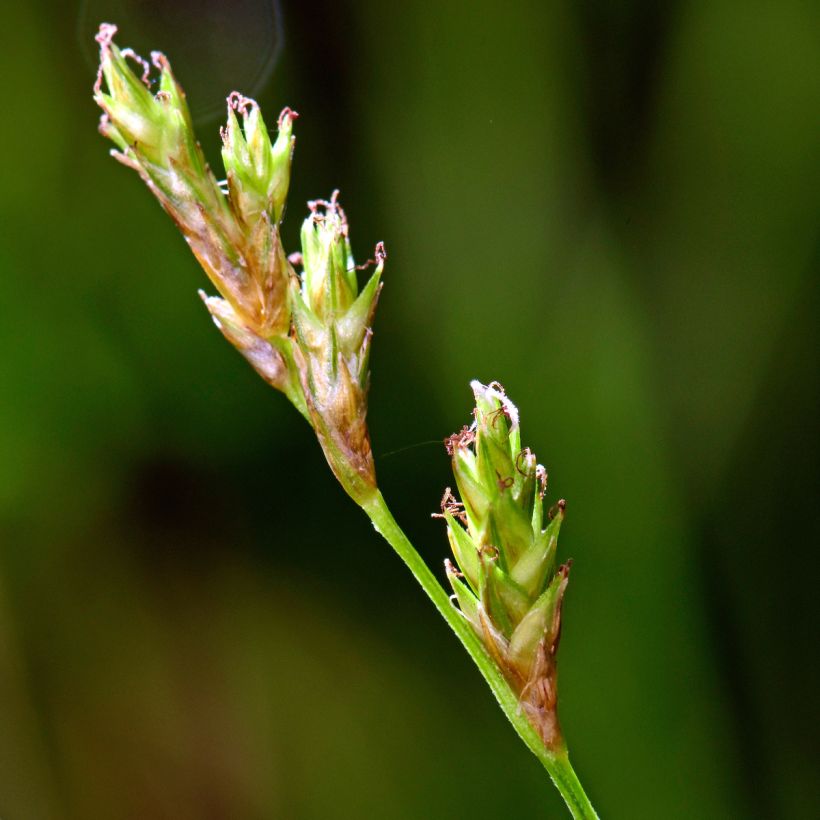 Carex remota - IJle zegge (Flowering)