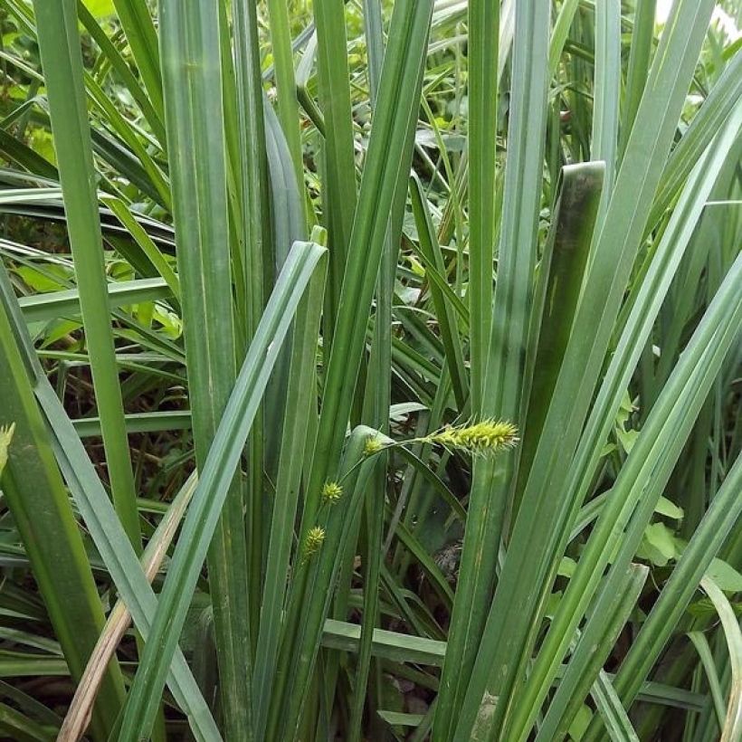 Carex riparia - Oeverzegge (Foliage)