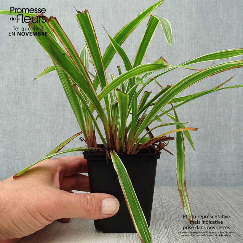 Exemplaar van Carex siderosticha Variegata - Breedbladzegge Kweekpotje van 8/9 cm zoals geleverd in de herfst