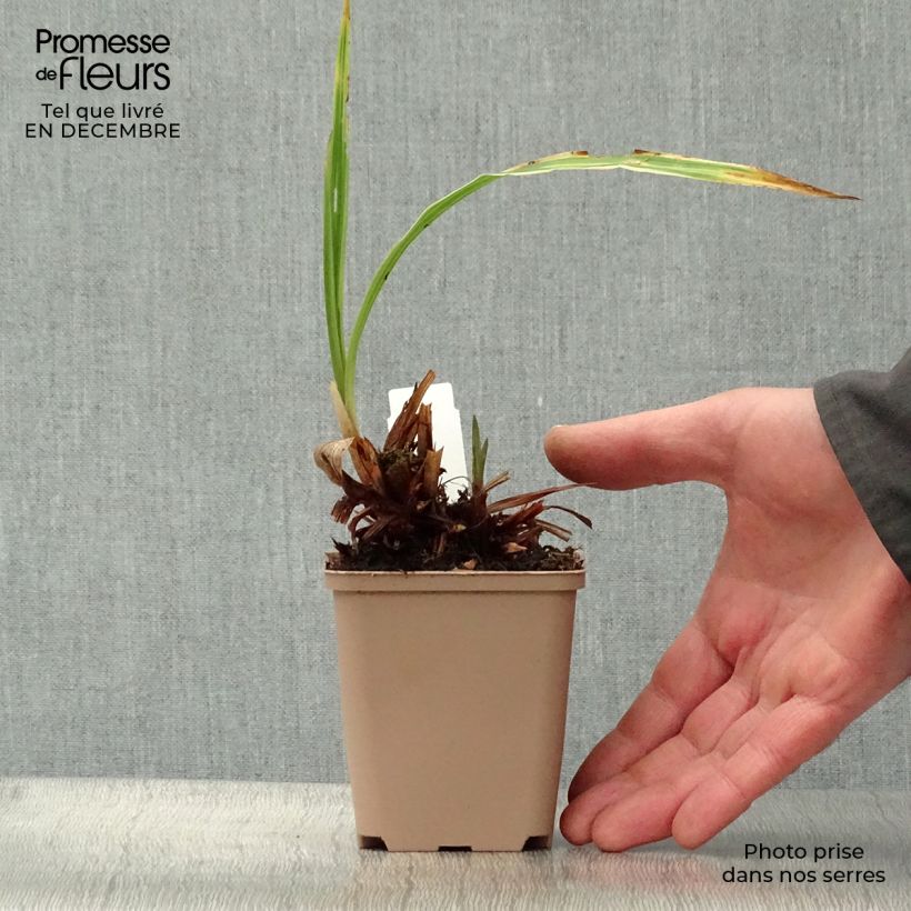 Example of Carex siderosticha Variegata - Laîche Kweekpotje van 8/9 cm as you get in hiver