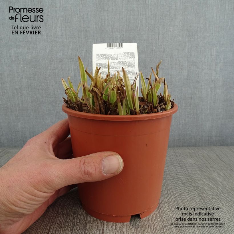 Example of Carex siderosticha Variegata - Laîche Pot van 1 l/1,5 l as you get in hiver