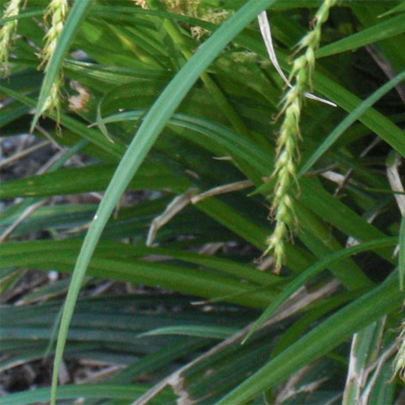 Carex sylvatica - Boszegge (Foliage)