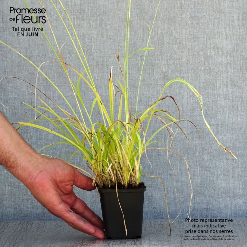 Exemplaar van Carex sylvatica - Boszegge Kweekpotje van 8/9 cm zoals geleverd in de zomer