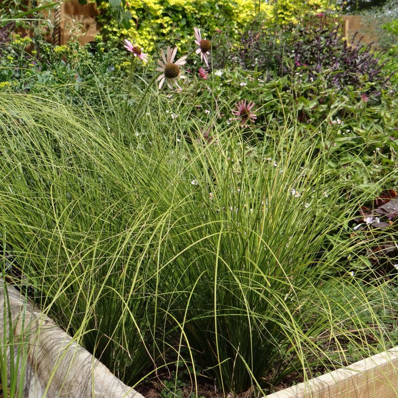 Carex testacea Lime Shine - Oranjezegge (Plant habit)