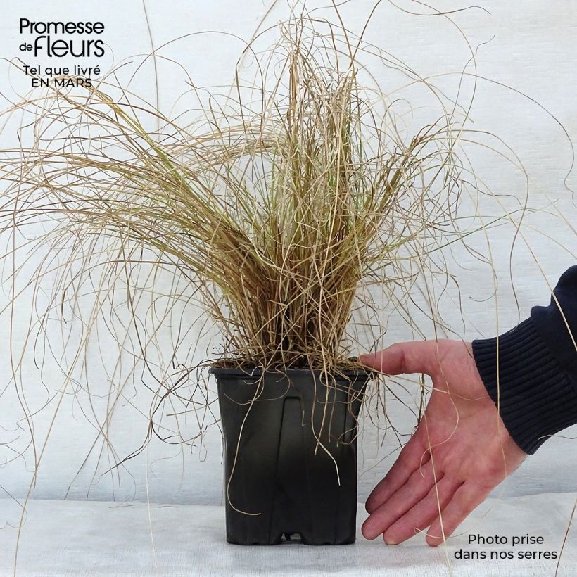 Exemplaar van Carex testacea Lime Shine - Oranjezegge Pot van 2 l/3 l zoals geleverd in de lente