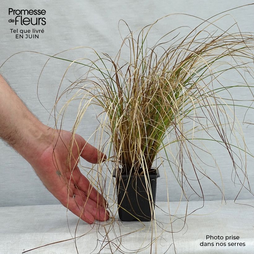 Exemplaar van Carex testacea Prairie Fire - Oranjezegge Kweekpotje van 8/9 cm zoals geleverd in de zomer