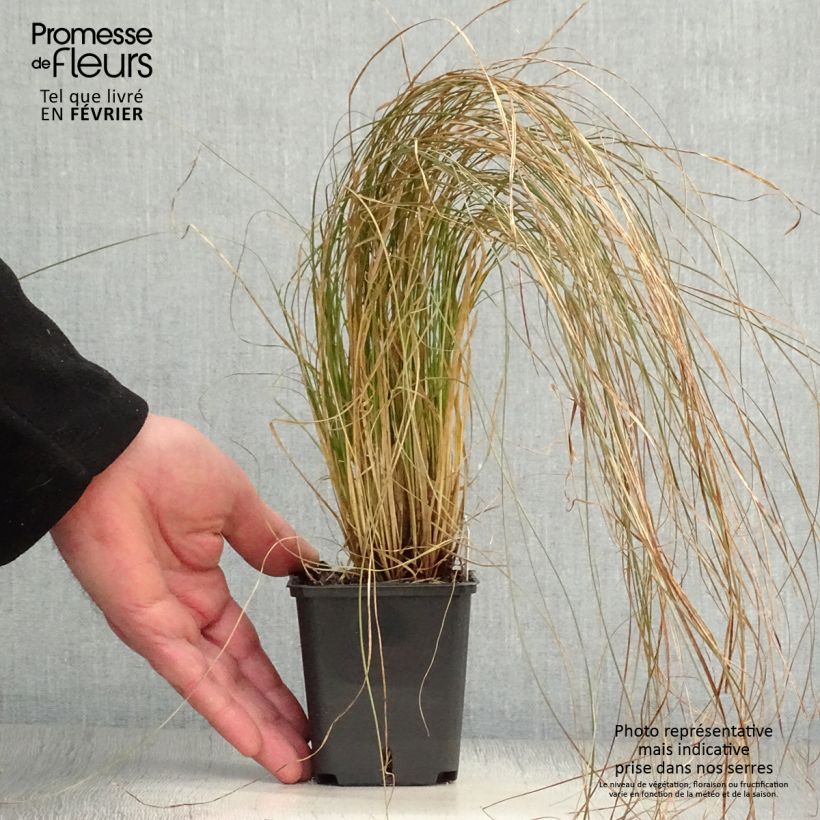 Example of Carex testacea Prairie Fire - Laîche orange Kweekpotje van 8/9 cm as you get in hiver