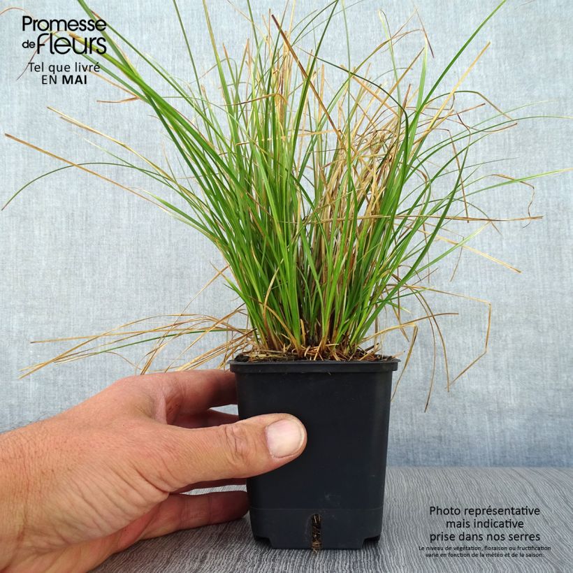 Exemplaar van Carex testacea Prairie Fire - Oranjezegge Kweekpotje van 8/9 cm zoals geleverd in de lente