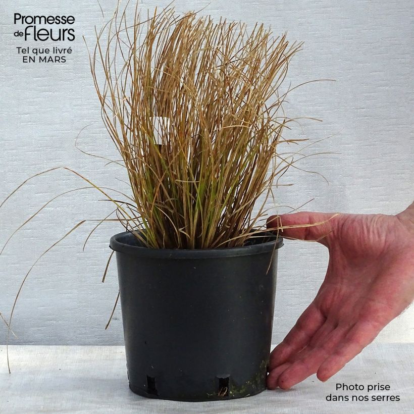 Exemplaar van Carex testacea Prairie Fire - Oranjezegge Pot van 2 l/3 l zoals geleverd in de lente