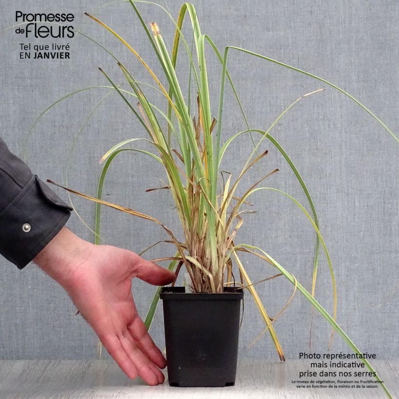 Example of Carex trifida Rekohu Sunrise - Laîche Kweekpotje van 8/9 cm as you get in hiver