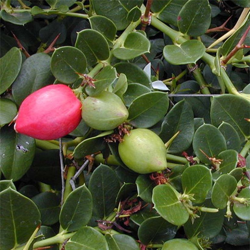 Carissa macrocarpa - Natalpruim (Foliage)